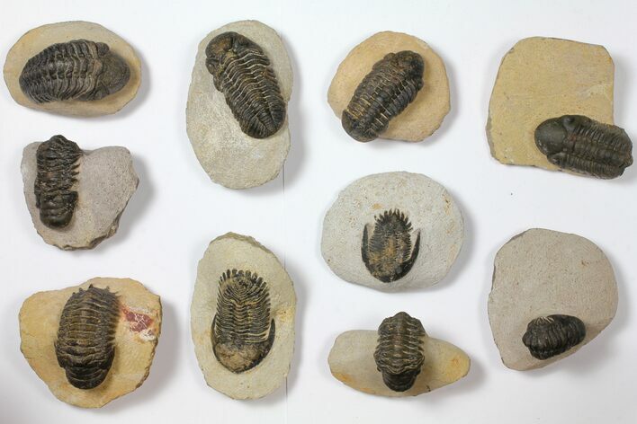 Lot: Assorted Devonian Trilobites - Pieces #119915